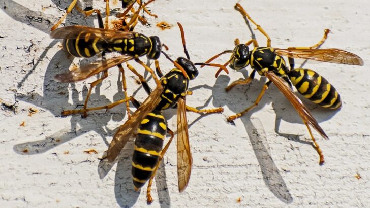 Man moving bag of potting soil dies after being stung by swarm of yellow jackets and bees