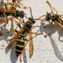 Man moving bag of potting soil dies after being stung by swarm of yellow jackets and bees