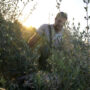 Olive police? Century-old trees chopped by chainsaw-wielding thieves.