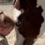 Onlooker amazed by two-year-old ‘horse whisperer’ who rides full-grown horses