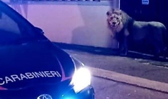Lion escapes from the circus in Italy sparking seven hour frantic search